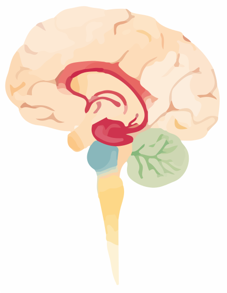 File:Brain logo.svg