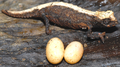 Stress-coloured Brookesia desperata female with two recently laid eggs.png