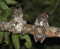 Rinjani Scops Owl Otus jolandae, Lombok - journal.pone.0053712.g001-right.png