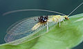 Semachrysa jade female habitus (Morphbank 791597) - ZooKeys-214-001-g002.jpg