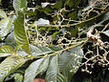 Pauridiantha floribunda (Rubiaceae) from the Dja Faunal Reserve.jpg