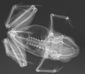 X-ray of paratype of Paedophryne swiftorum (BPBM 31886).png