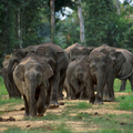 Borneo elephants.png