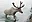 Caribou from Wagon Trails.jpg